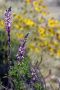 13JoshuaTree - 05